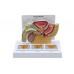 miednica męska z ramą prostaty 3d- 3b smart anatomy- 1019563 3b scientific modele anatomiczne 3